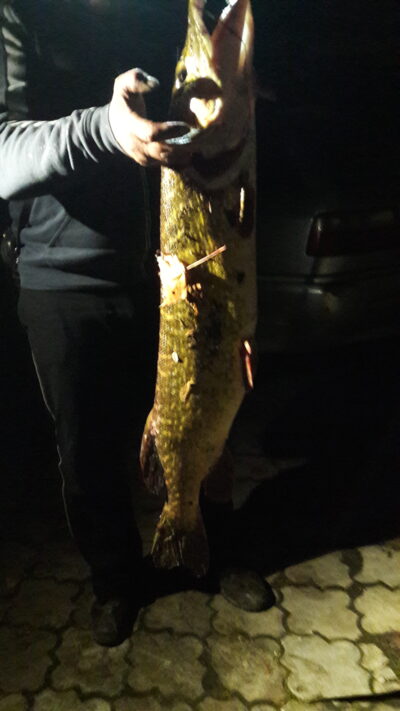 Lydeka, 8,0 kg