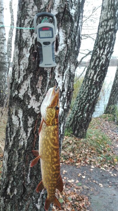 Lydeka, 1,4 kg — Kiaunas