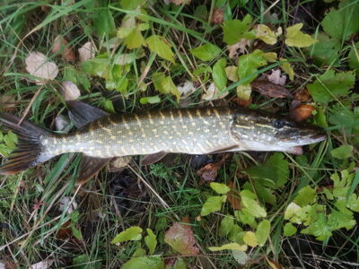Lydeka, 1,1 kg — Šešupė