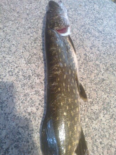 Lydeka, 1,4 kg — Salotis