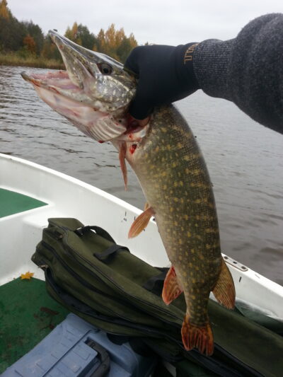 Lydeka, 2,4 kg
