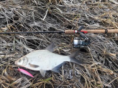 Karšis, 0,7 kg — Šventoji