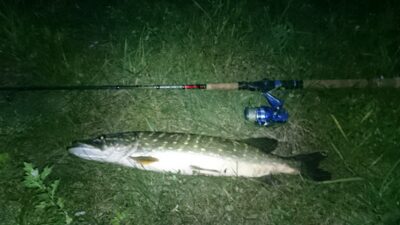 Lydeka, 1,9 kg — Šventoji