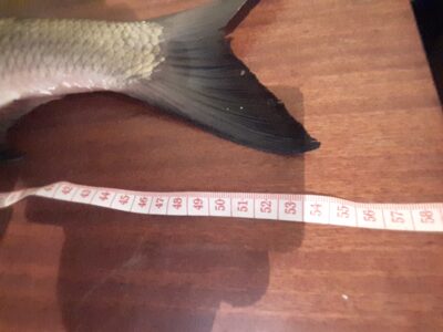 šapalas, 1,4 kg — Neris
