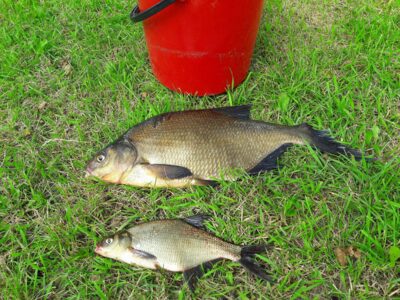 Karšis, 1,8 kg — Ežeras