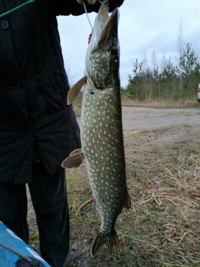 Lydeka, 2,5 kg