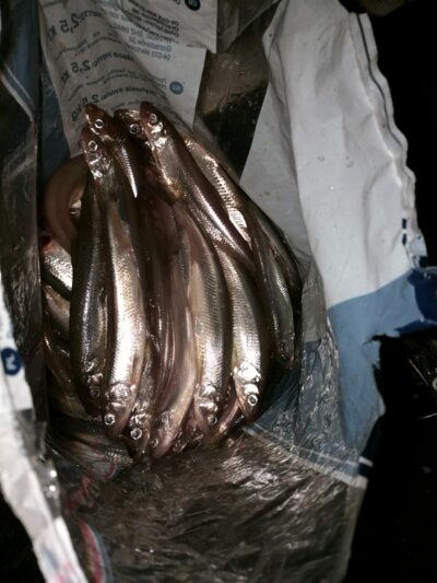 Stinta, 5,6 kg