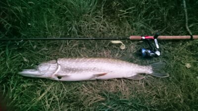 Lydeka, 2,7 kg — Šventoji
