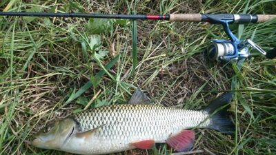 šapalas, 0,9 kg — Šventoji