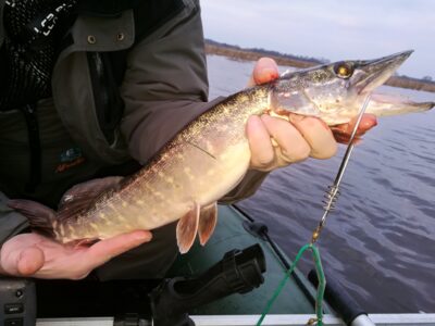 Lydeka, 0,9 kg