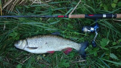šapalas, 0,8 kg — Šventoji