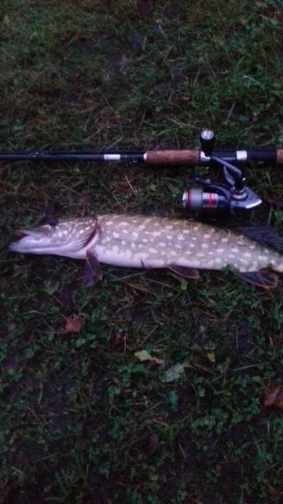 Lydeka, 1,0 kg — Jauriukas