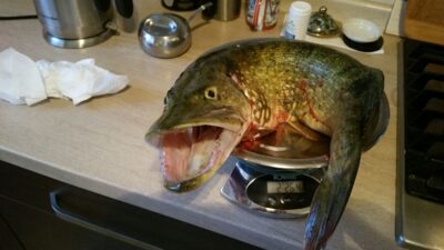 Lydeka, 2,2 kg