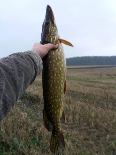 Lydeka, 1,9 kg — Pagryžuvio