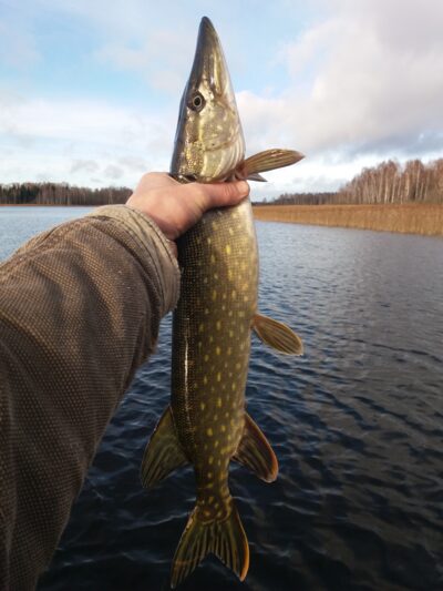 Lydeka, 1,2 kg — Apušys