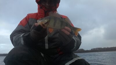 Ešerys, 0,3 kg — Luodis