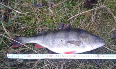 Ešerys, 1,1 kg — Asveja