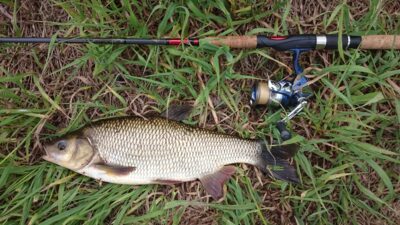 Mekne, 1,4 kg — Šventoji