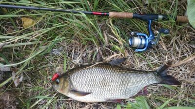 Mekne, 1,3 kg — Šventoji
