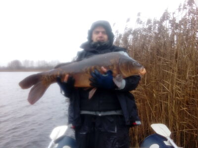 Paprastasis karpis, 12,0 kg