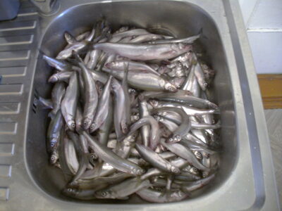 Stinta, 5,0 kg — Klaipėdos