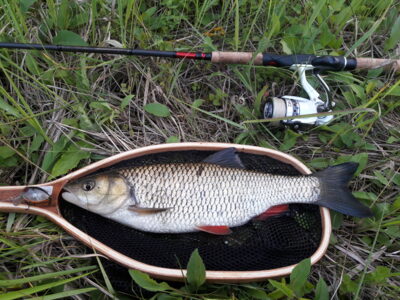 šapalas, 0,8 kg — Šventoji