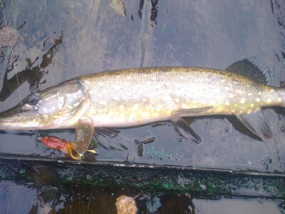 Lydeka, 1,3 kg