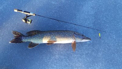 Lydeka, 2,8 kg