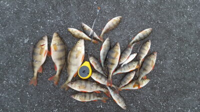 Ešerys ×20