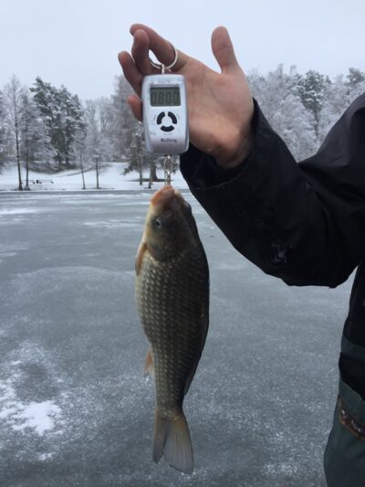 Sidabrinis karosas, 0,8 kg — Druskonis