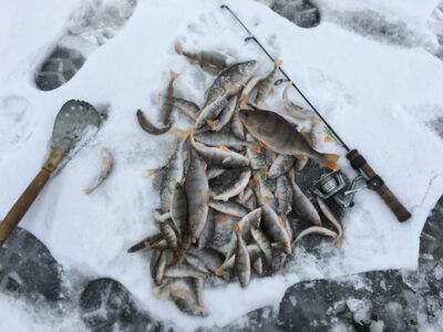 Ešerys, 2,5 kg
