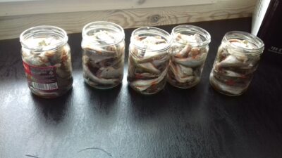 Paprastoji kuoja
