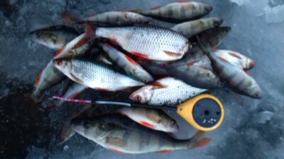 Ešerys, 0,1 kg — Jauriukas