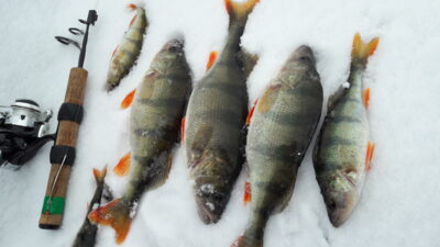 Ešerys ×4