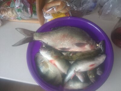 Karšis, 0,8 kg