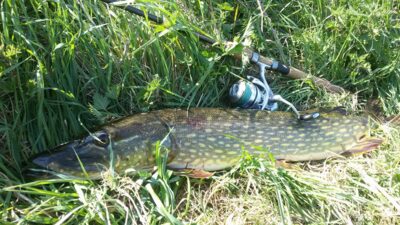 Lydeka, 4,2 kg