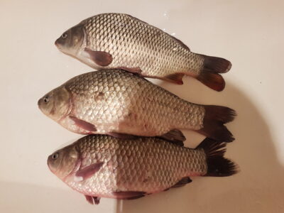 Sidabrinis karosas ×2