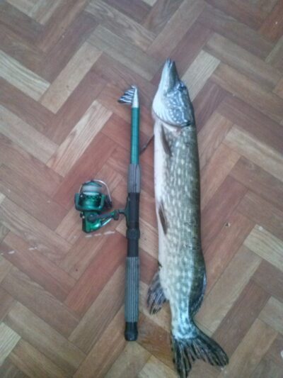 Lydeka, 2,5 kg