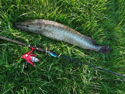 Lydeka, 5,7 kg