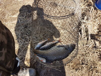 Karšis, 1,2 kg — Nemunas