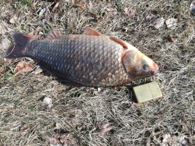 Sidabrinis karosas, 1,1 kg