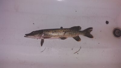 Lydeka, 0,9 kg — Striūpys
