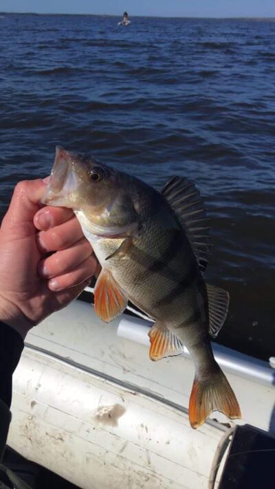 Ešerys, 0,4 kg