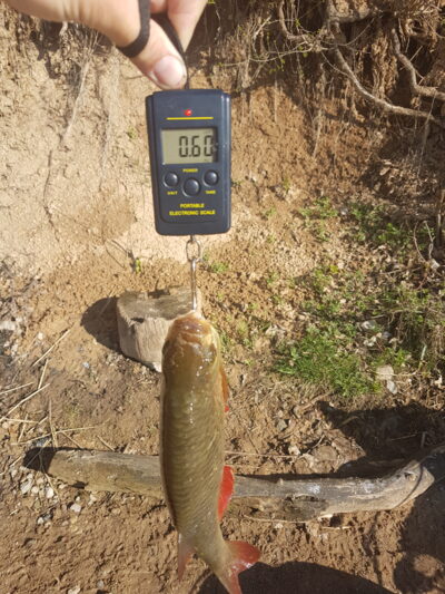 Paprastoji raudė, 0,6 kg