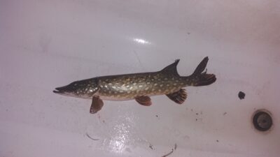Lydeka, 1,2 kg — Striūpys
