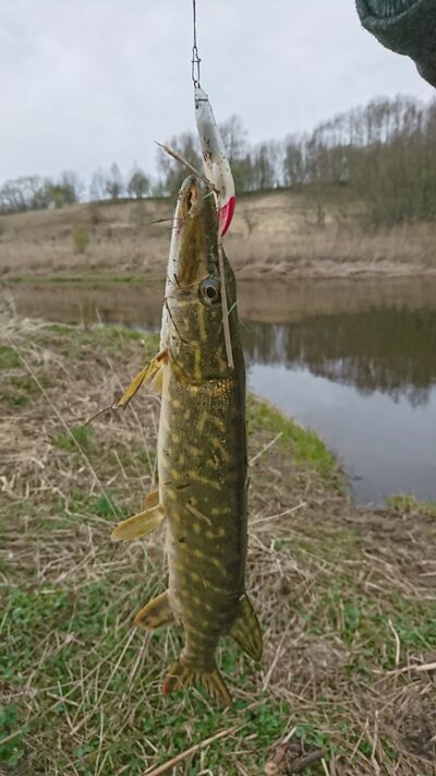 Lydeka, 0,9 kg