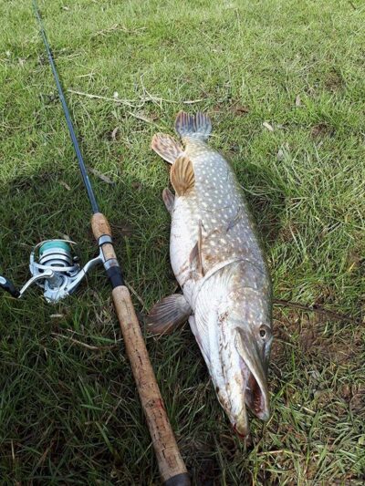 Lydeka, 4,6 kg
