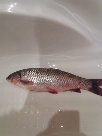 Baltasis amūras, 3,0 kg