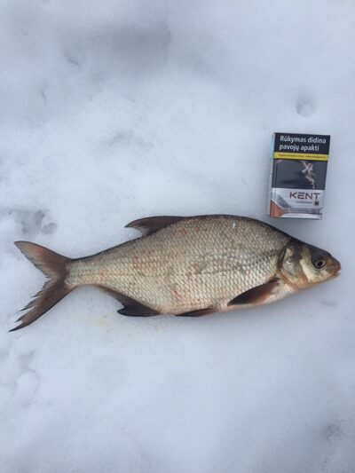 Karšis, 0,5 kg — Vijūnėlės