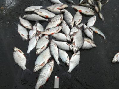 Paprastoji kuoja, 0,3 kg — Minija